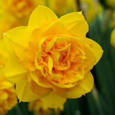 Нарцисс Heamoor (Хемур)