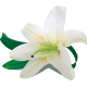 Лилии