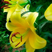 Лилия Beladonna (Белладонна)