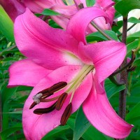 Лилия Donato (Донато)