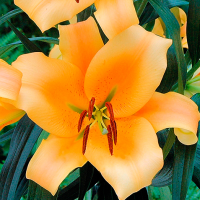 Лилия Eudoxia (Еудоксиа)