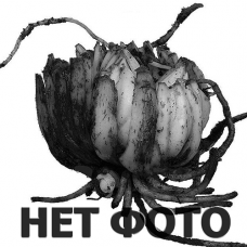 Луковицы лилий Beladonna (Белладонна)