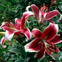 Лилия Flashpoint (Флэшпоинт)