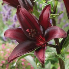 Лилия Landini (Ландини)