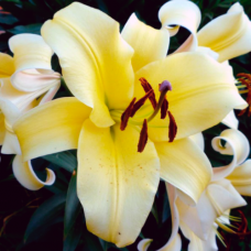 Лилия Big Brother (Биг Бразер)