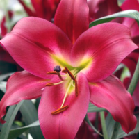 Лилия Campaign (Кампейн)