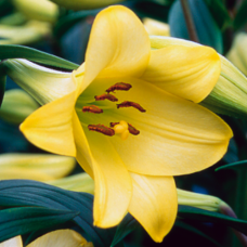 Лилия Deliana (Делиана)