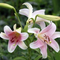 Лилия Dolcetto (Дольчетто)