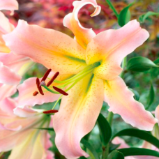 Лилия Elusive (Элюзив)