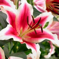 Лилия Lakeside Beloved (Лэйксайд беловд)