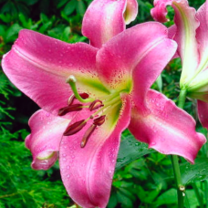 Лилия Purple Lady (Пёпл Леди)