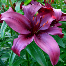 Лилия Purple Prince (Пёпл Принц)