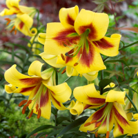 Лилия Robert Swanson ( Роберт Свенсон)