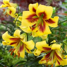 Лилия Robert Swanson ( Роберт Свенсон)