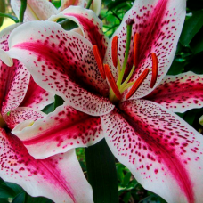 Лилия Tiger Woods (Тайгер Вудс) 