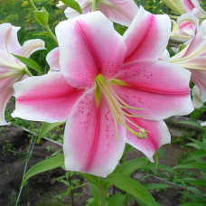 Лилия Pink Brilliant (Пинк Бриллиант)