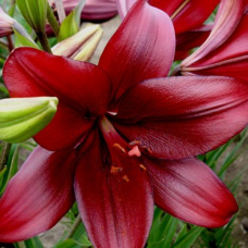 Лилия Red Alert (Ред Алерт)