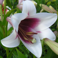 Лилия Triumphator (Триумфатор)