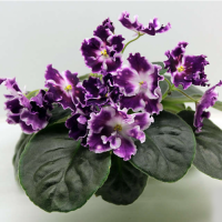 Фиалка АЕ-Звездопад ( Е.Архипов)