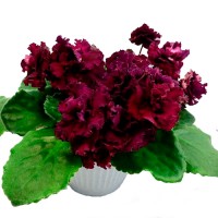 Фиалка АВ-Богема