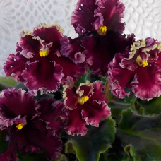 Фиалка АВ-Цыганская Свадьба (А.Тарасов) 