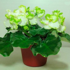 Фиалка АВ-Купидон