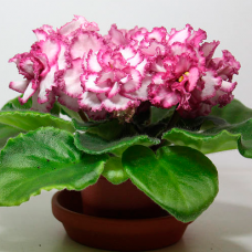 Фиалка АВ-Поцелуй (А.Тарасов) 