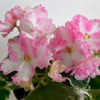 Фиалка АВ-Прелестница