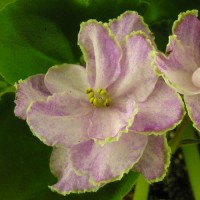 Фиалка Aly’s Crinolines Droege(Кринолин)