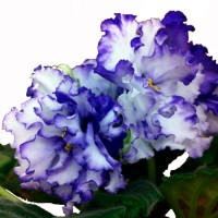 Фиалка Arctic Frost (Арктический мороз) S.Sorano