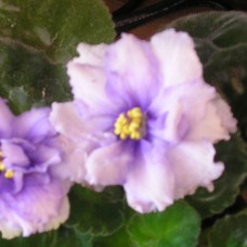 Фиалка ЕК-Ассоль Коршунова