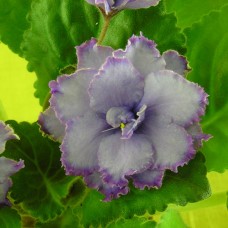 Фиалка Blue Dragon (Голубой Дракон) Sorano