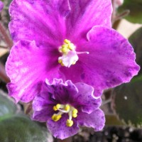 Фиалка Buckeye Cranapple P. Hancock