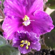 Фиалка Buckeye Cranapple P. Hancock