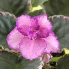 Фиалка Buckeye Cranberry Swirl (Клюквенный водоворот) Hancock