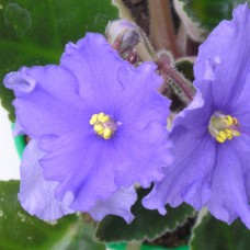 Фиалка Caralil’s Cheyenne Laufer