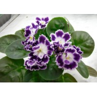 Фиалка Черничный десерт (К. Морев)