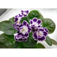 Фиалка Черничный десерт (К. Морев)