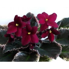 Фиалка Christmas Dress (P. Sorano)