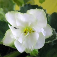 Фиалка Cool Mint (Прохладная мята) Mint