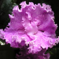 Фиалка Crazy Girl