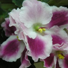 Фиалка Crimson Ice LLG/Sorano