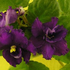 Фиалка ЕК-Дикая орхидея Коршунова