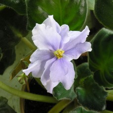 Фиалка Faded Denim (Выцветшая ткань) Sorano