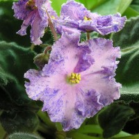 Фиалка Fantazy Maker Sorano