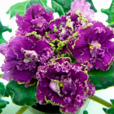 Фиалка РС-Фараон (С. Репкина)