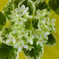 Фиалка Frosty Frolic (Сдержанное веселье) Sorano