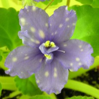 Фиалка Galactic Dancing (Галактик Дансинг) (Танец Галактики) Sorano