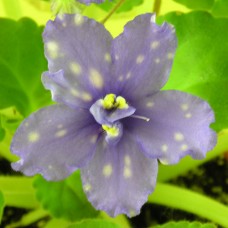 Фиалка Galactic Dancing (Галактик Дансинг) (Танец Галактики) Sorano