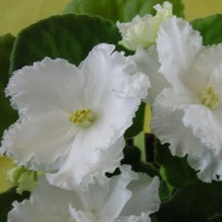 Фиалка Gillian D.Ferguson